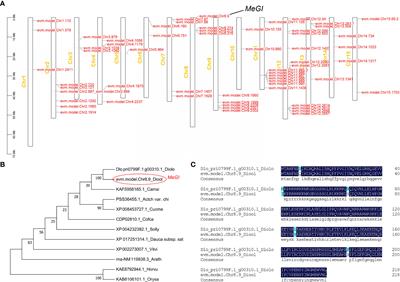 Regulatory mechanism of MeGI on sexuality in Diospyros oleifera